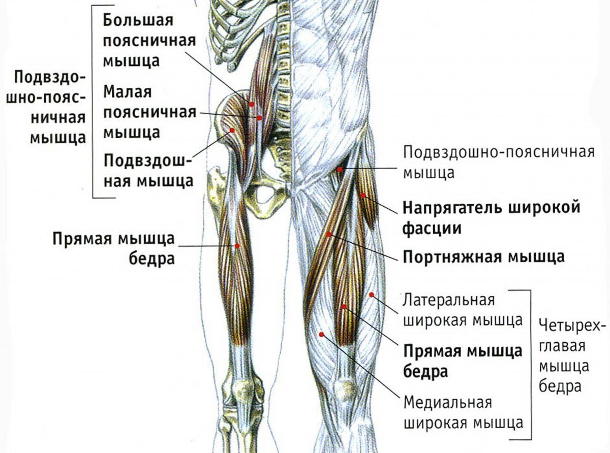 Мышцы нижней конечности передняя группа бедра