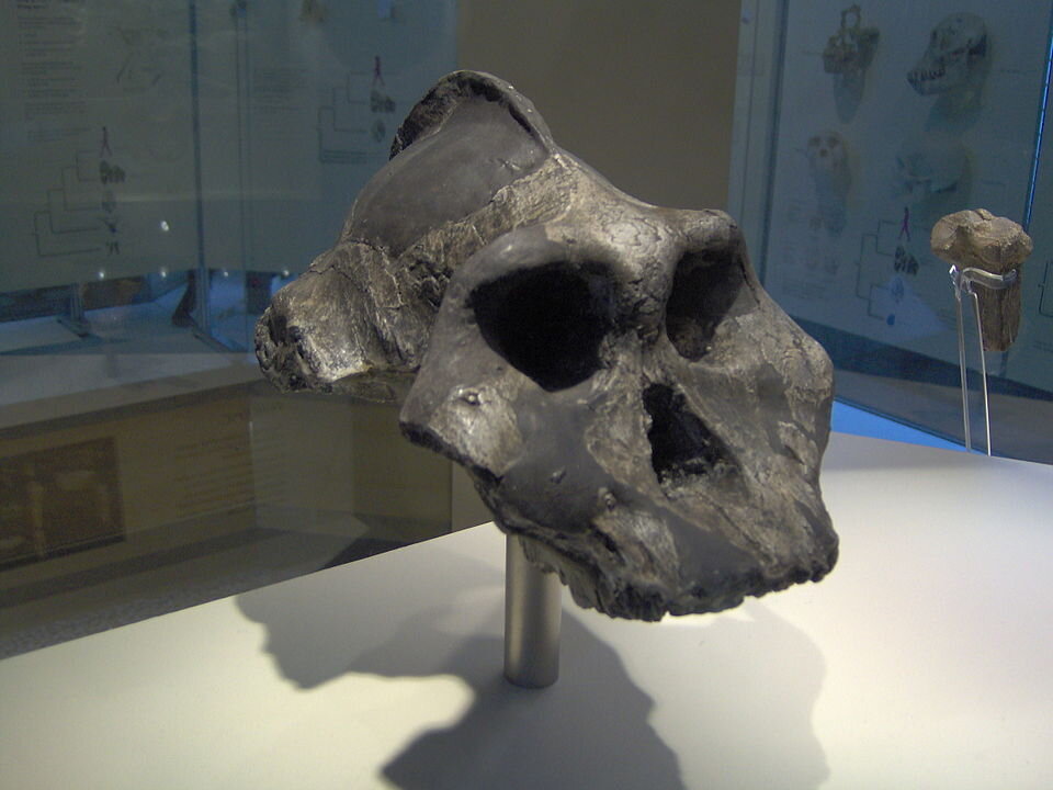 Череп KNM WT 17000 (Paranthropus aethiopicus)