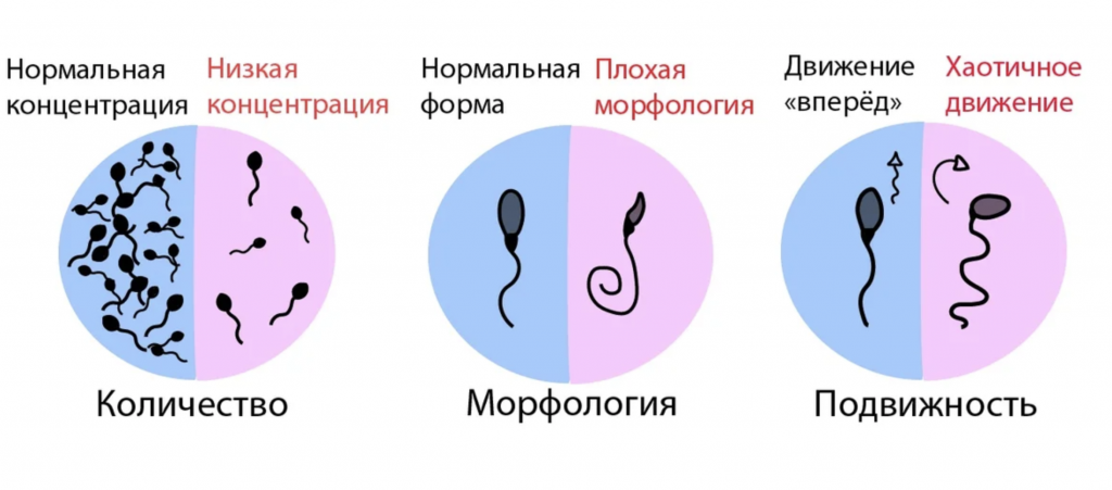 Помогает ли спермактин форте поднять морфологию?