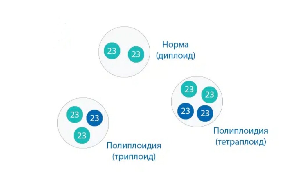 Почему полиплоидия широко используется в селекции растений - Универ soloBY