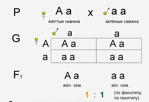 3 закона менделя моргана. Моногибриды