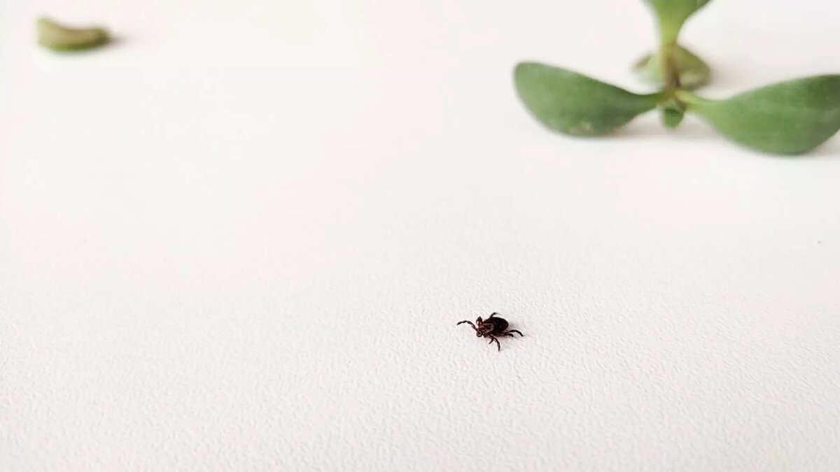     Среди укушенных немало детей.