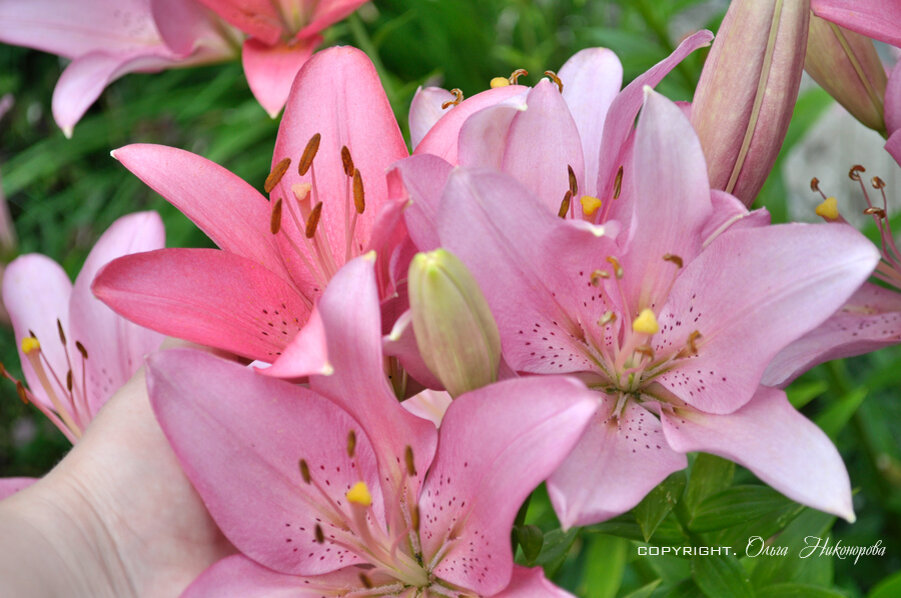 Правильный уход залог роскошного цветения! 