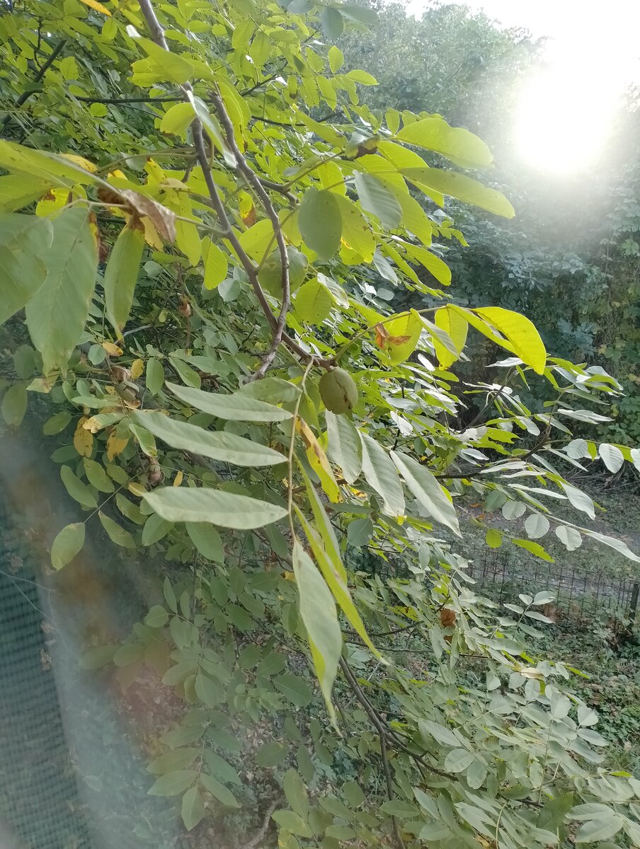 Видите, только появляется трещинка? Фото из архива автора. 