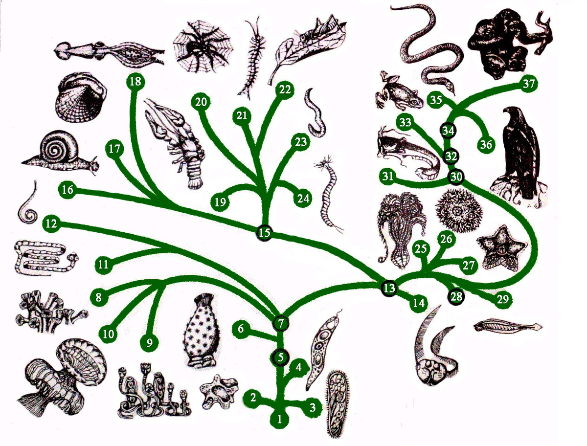 Органические обитатели. Эволюционное Древо живой природы. Эволюционное Древо Дарвина. Эволюционное Древо жизни биология.