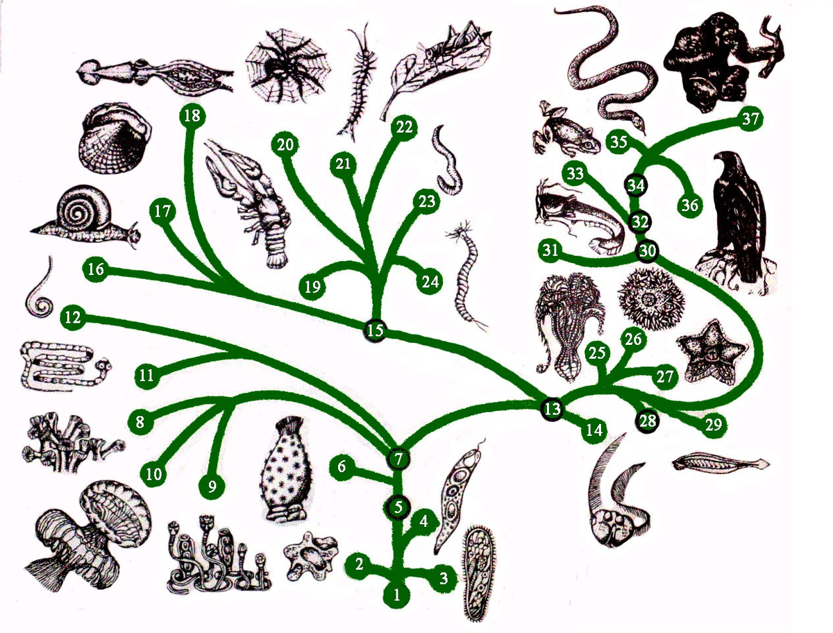 Появление организма животных. Эволюционное Древо живой природы. Эволюционное Древо жизни биология.