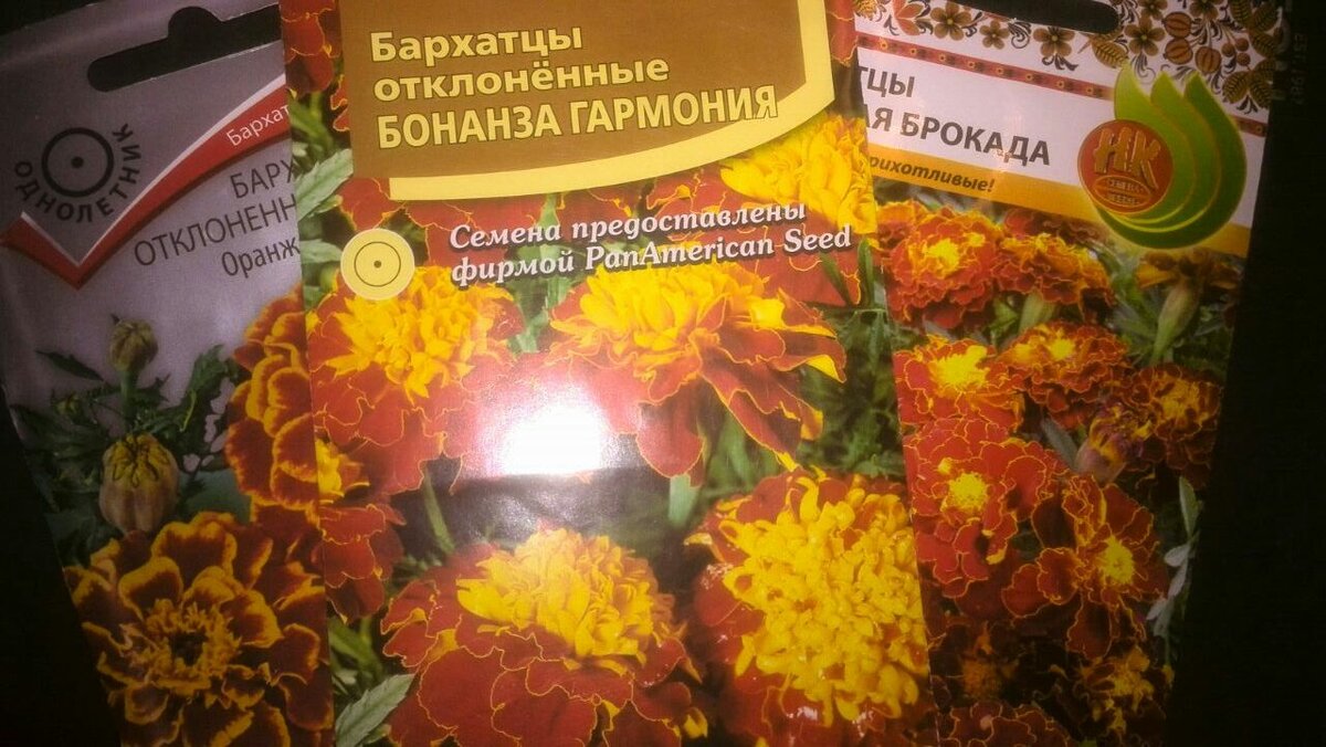 Когда садить бархатцы в открытый грунт семенами. Как сажать бархатцы семенами в открытый грунт весной. Как сажать бархатцы рассадой в открытый грунт весной.