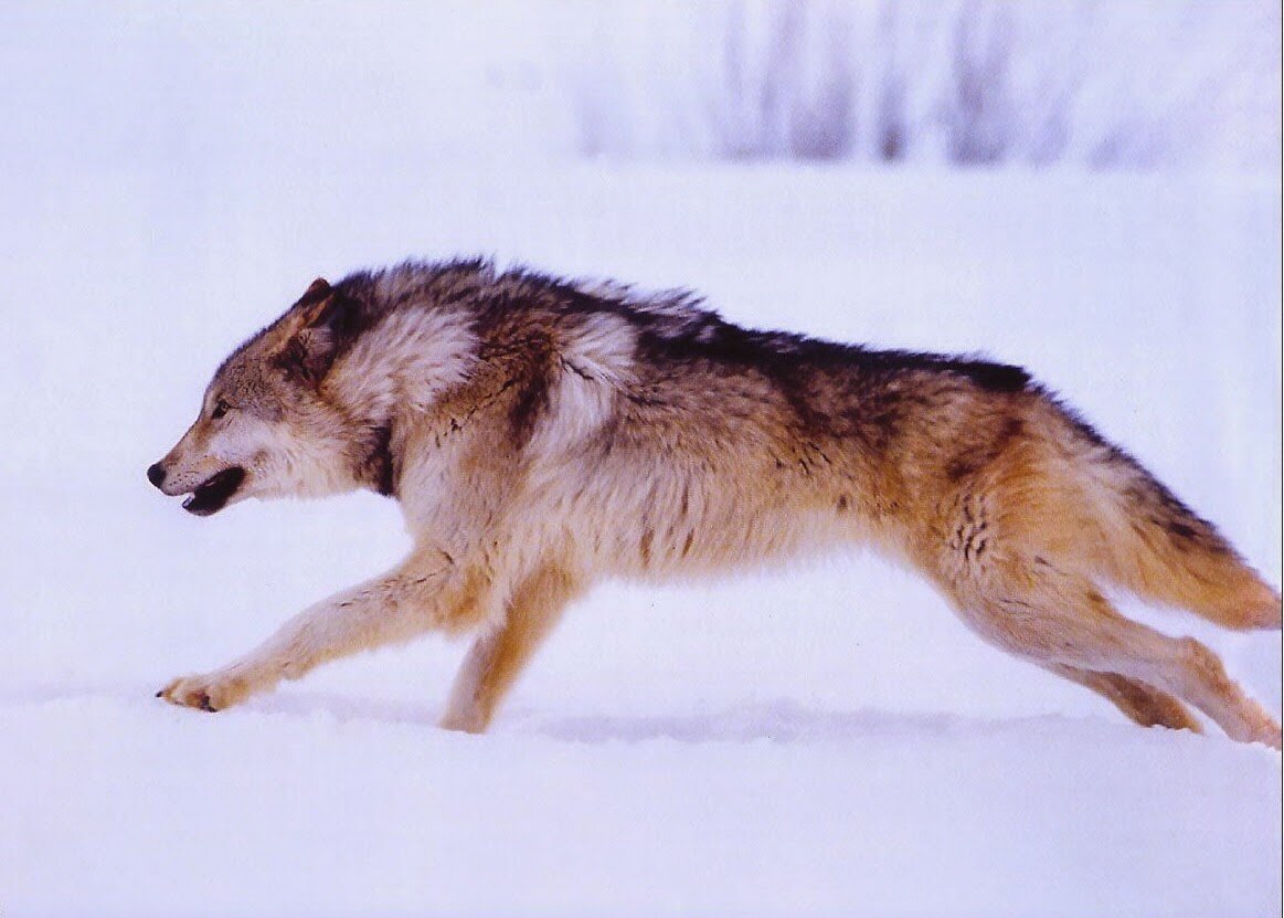 Волк в полный рост. Волк бежит вид сбоку. Бегущая с волками. Волк в прыжке. Волк вид с боку.