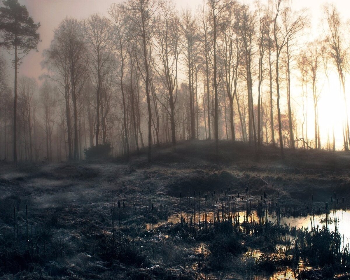 бежаницкий полистовский заповедник. след гиблое место. гиблое место 4. гиблое место киселев. гиблая природа.