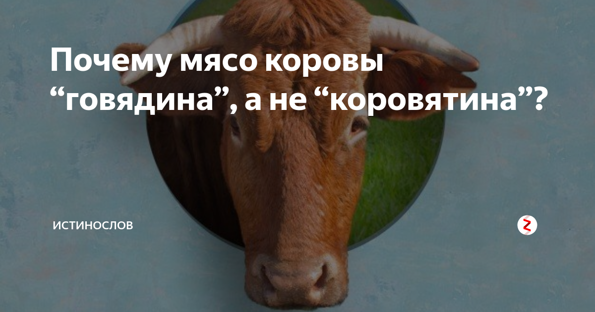 Мясо коровы называют. Почему корова это говядина. Почему корова говядина а не коровятина. Почему мясо коровы. Почему корову называют говядиной.