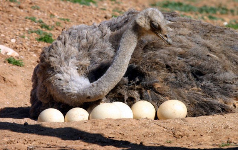 Самка страуса заметила опасность и опустила голову что бы стать незаметной