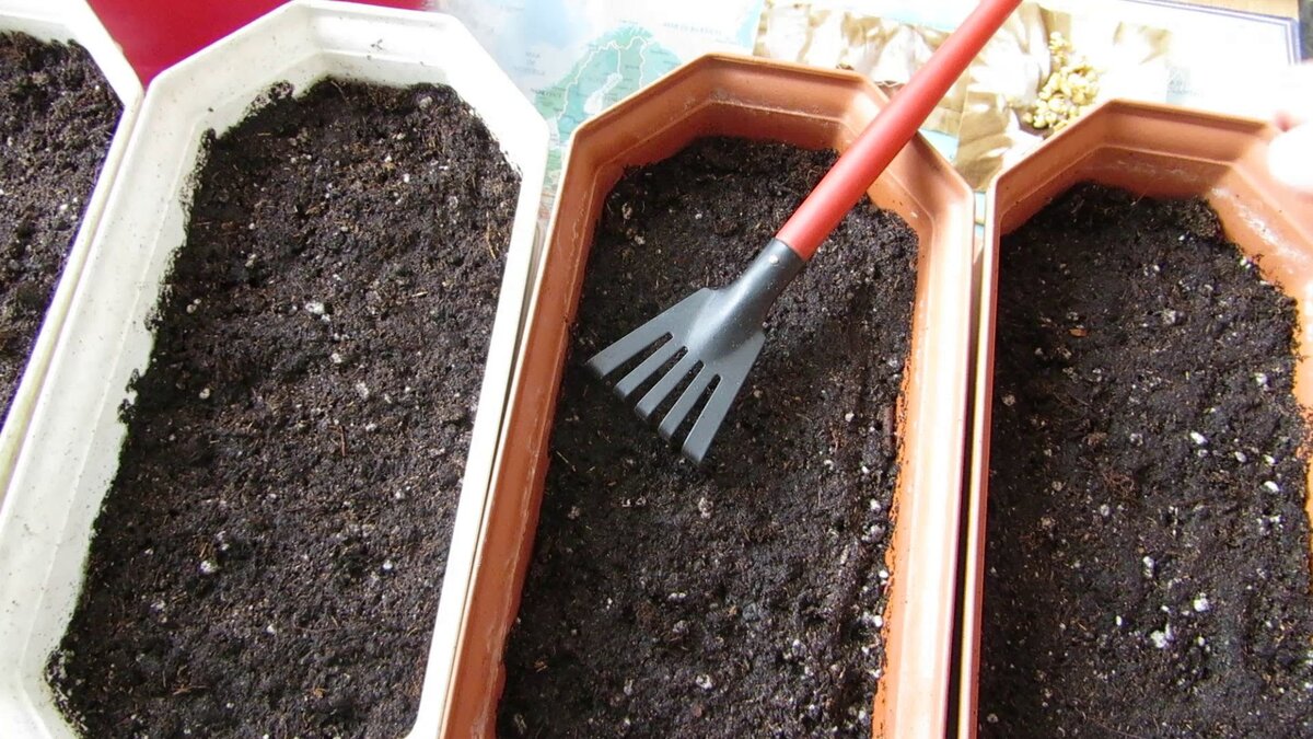 Как правильно сеять семена томатов. Посев семян перца. Подготовка грунта для рассады. Грунт для семян и рассады. Ящик с грунтом для рассады.
