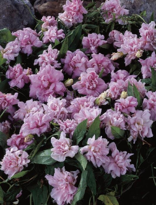 Ссылка на изображение