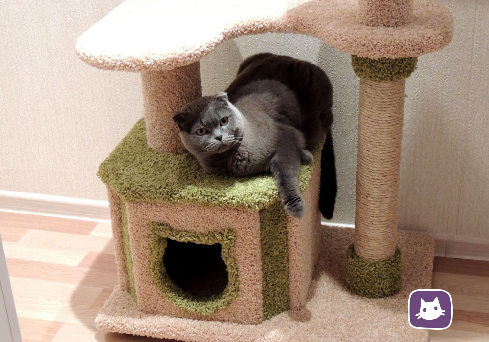 DIY Cat House: Build Your Own with These 60 Photos