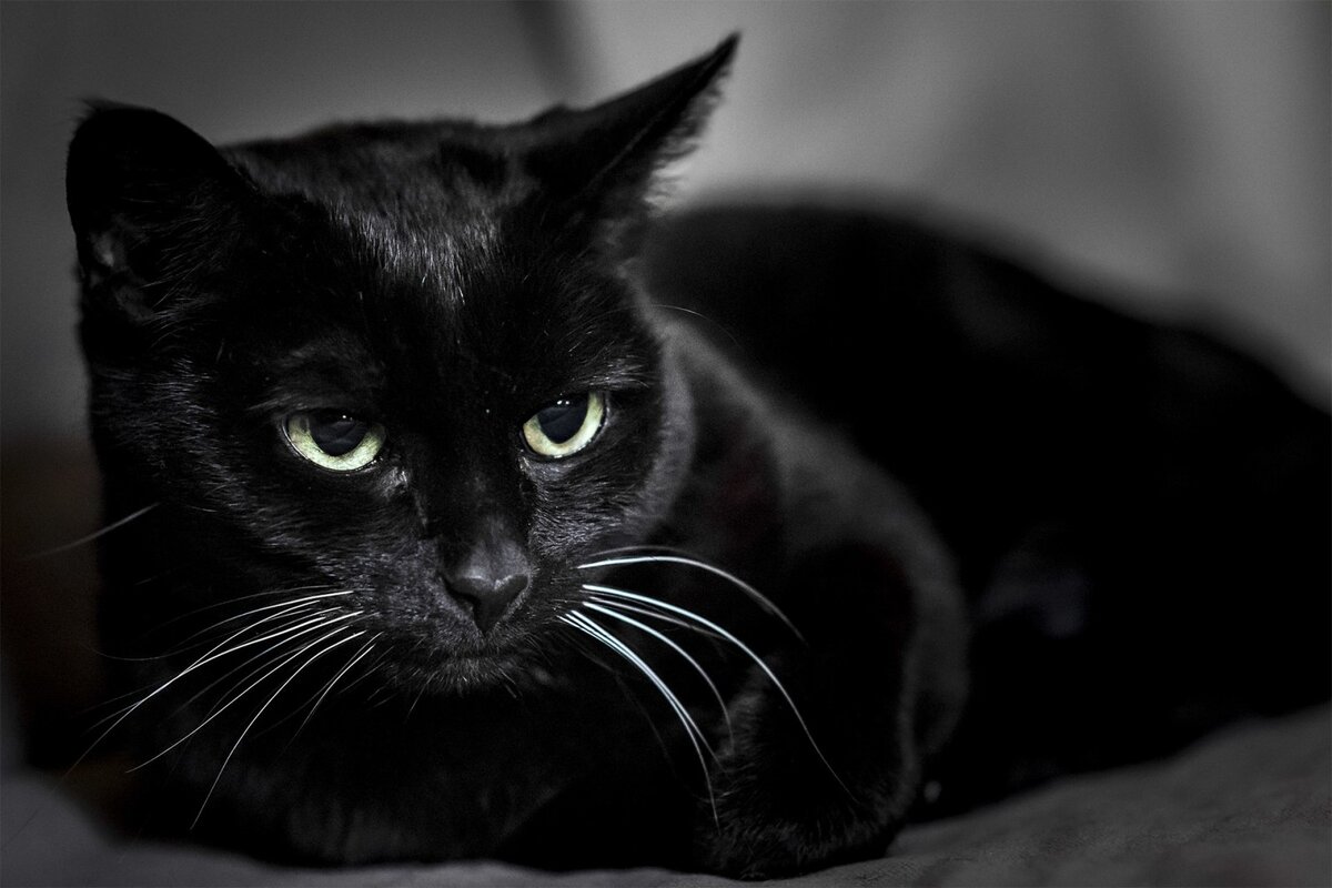 Изображения по запросу Черные коты