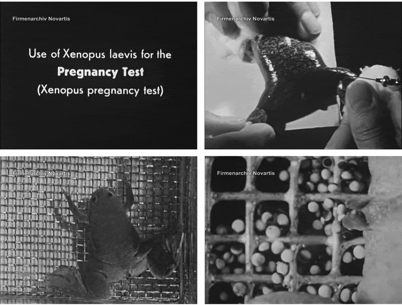 Xenopus laevis — гладкая шпорцевая лягушка. Весьма неприхотлива в содержании, поэтому пользуется популярностью на рынке аквариумных животных и в экспериментальной биологии. Именно на ней проводили "лягушачий тест»