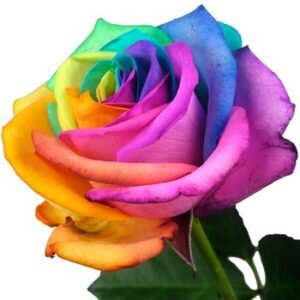   Психология цвета — розу какого оттенка подарить девушке Мужчины знают, что большинству женщин свойственно искать скрытый символический смысл во всех их поступках.