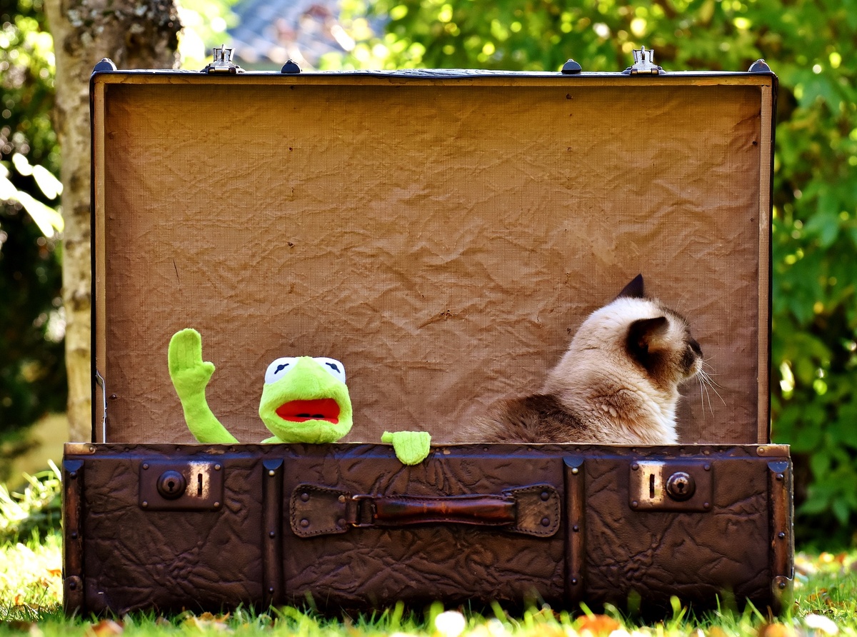 Фото: pixabay.com