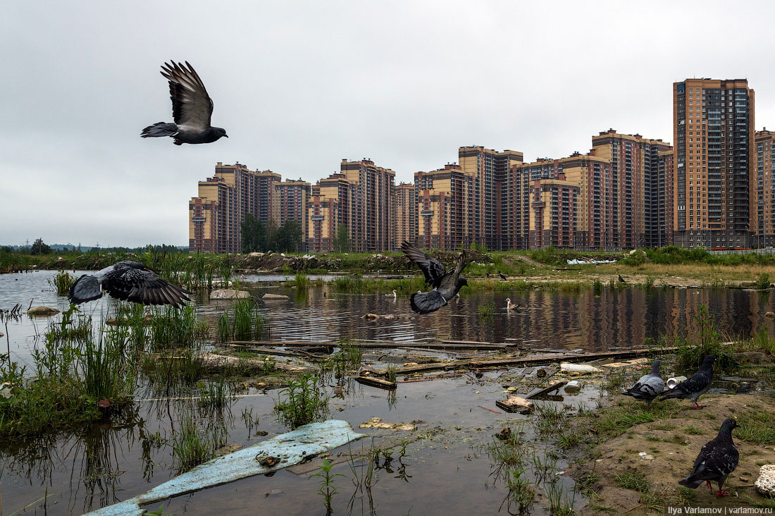 Голуби кружатся в поисках парковочного места.