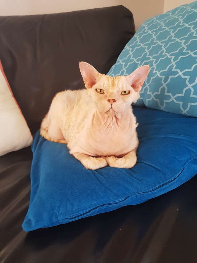 Фото с twitter.com/petexperiment