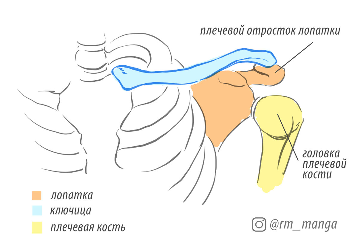 Плечо понять. Плечевой отросток лопатки. Плечевой о Росток лопатки. Головка ключицы. Плечо отросток лопатки.