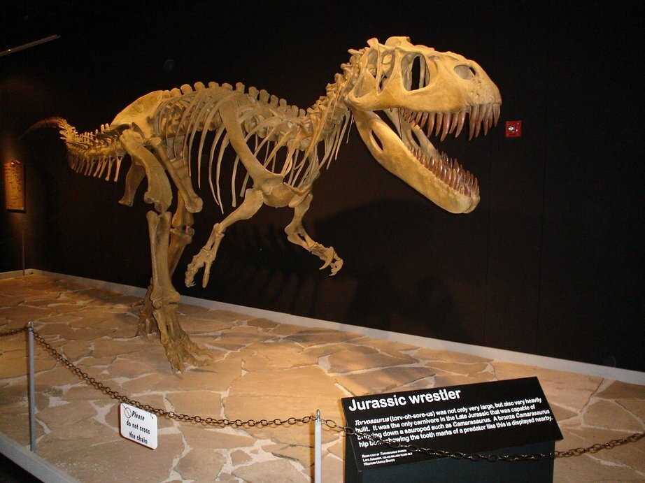 Скелет динозавра 