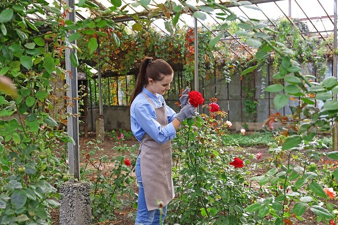 Уход за розами (Фото используется по стандартной лицензии ©azbukaogorodnika.ru)