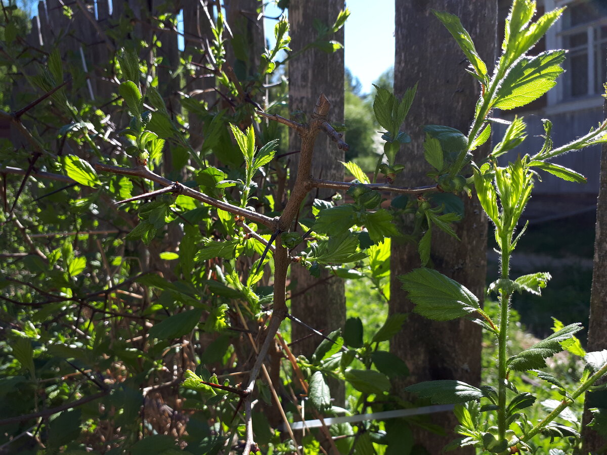 Живая изгородь из боярышника вдоль одной из сторон забора