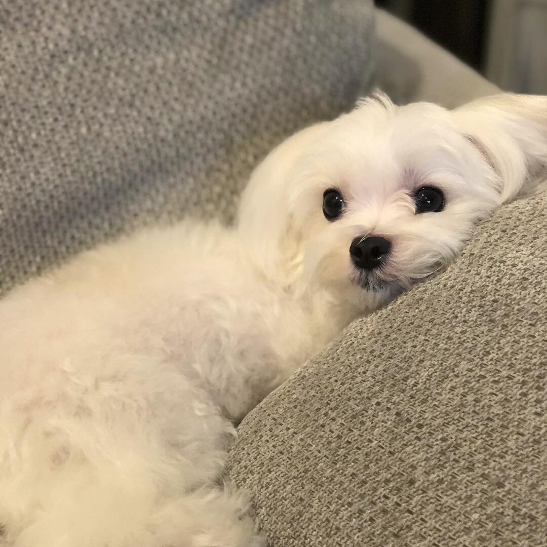 Мальтийская болонка.