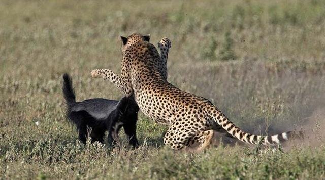 не спасается бегством, а дерется 