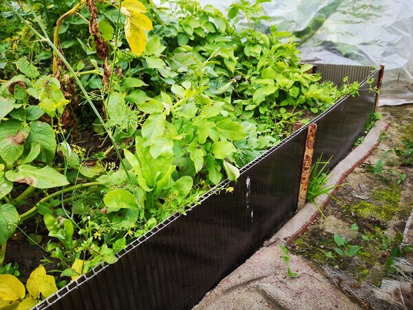 Вот так выглядит грядка у моих знакомых