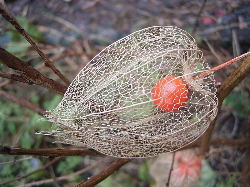 Ягода Physalis Alkekengi в скелетированной оболочке