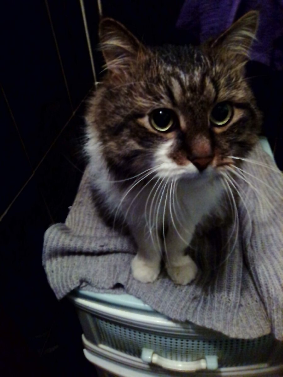 Директор журнала ,,Четвероногие друзья,, Яша.