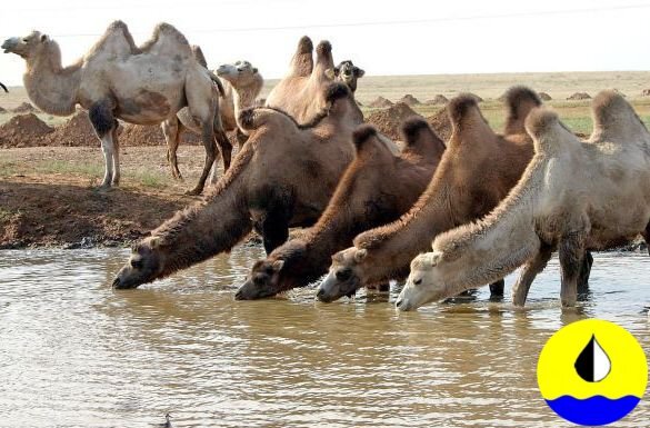 Фото из открытого источника