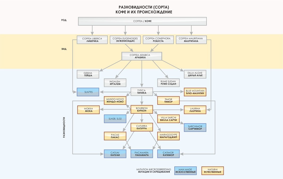 Схема кофе виды