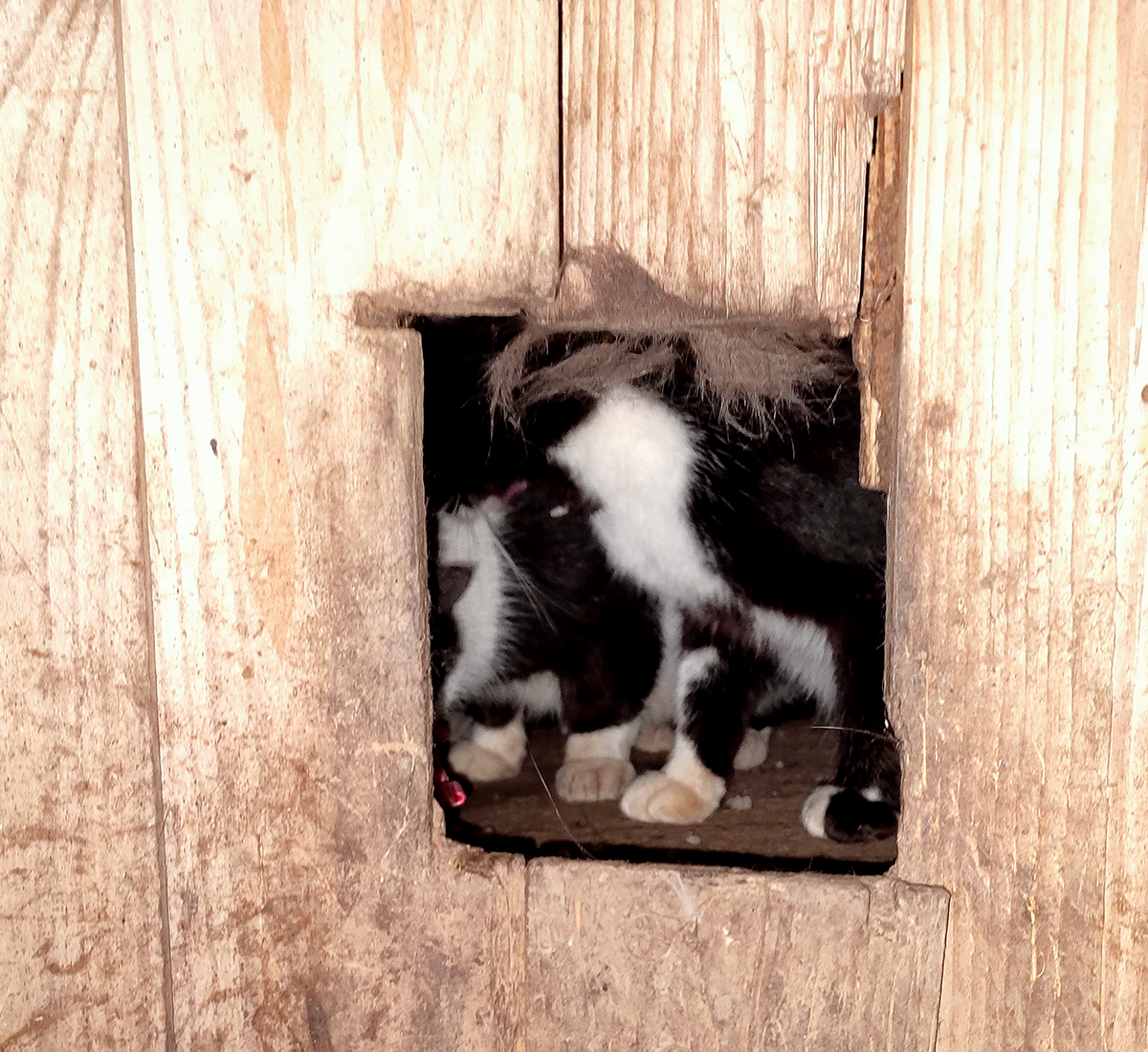 Лаз в дом для котов