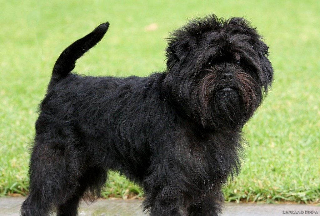 аффенпинчер Источник: Яндекс картинки