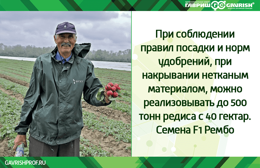 Рембо крут и в качестве редиса