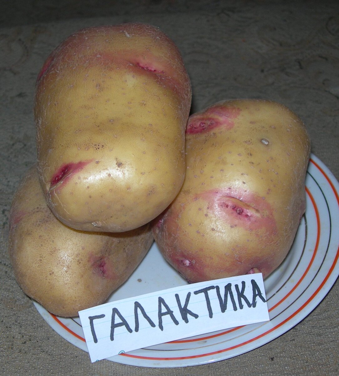 сорт Галактика