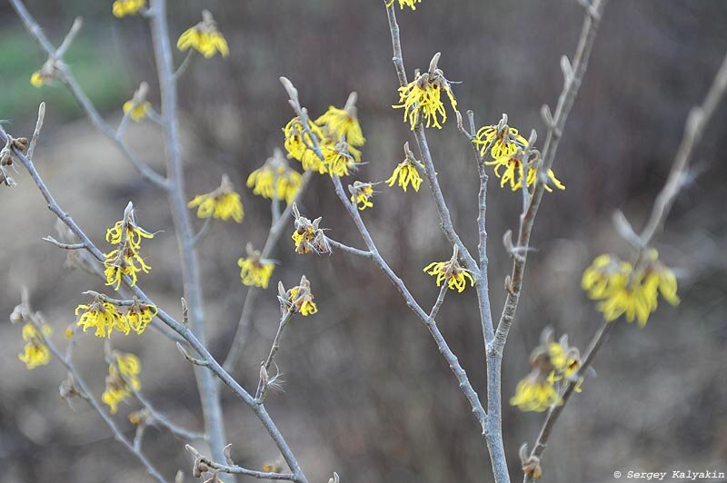 Гамамелис промежуточный Arnold Promise