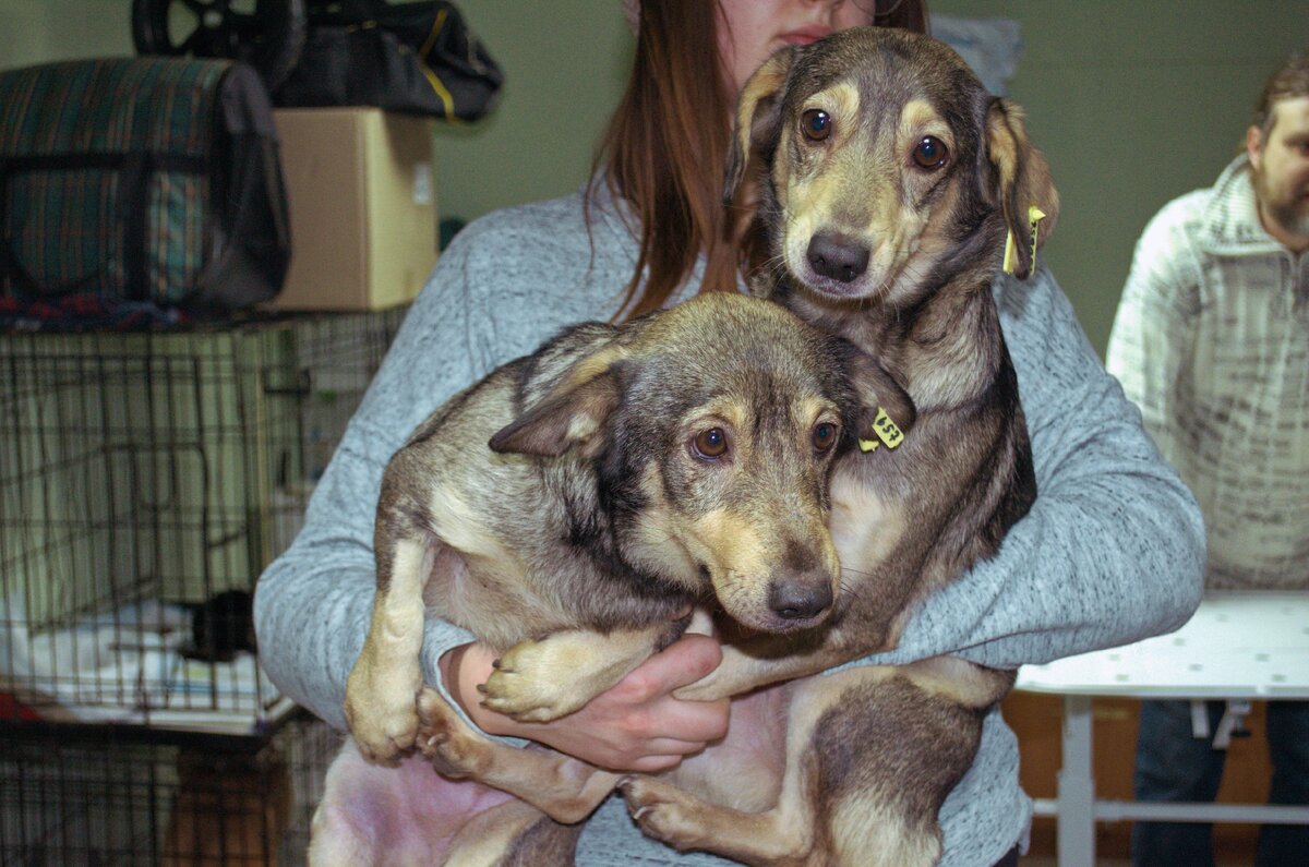 Биба и Боба