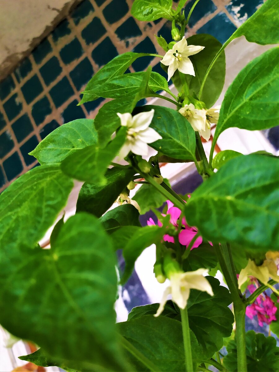 Цветение было с мая до сентября