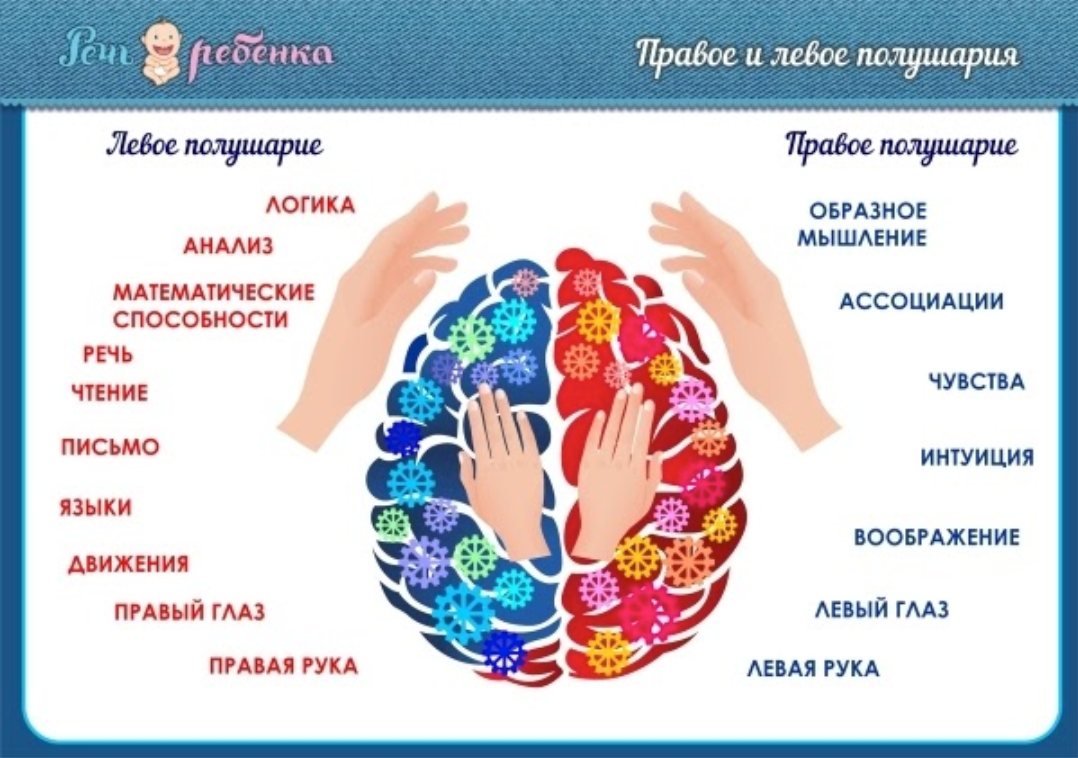 Головной мозг левое и правое полушарие. Правое и левое полушарие мозга за что отвечают. За творчество отвечает полушарие. Левое и правое полушарие мозга. Функции правого полушария головного мозга.