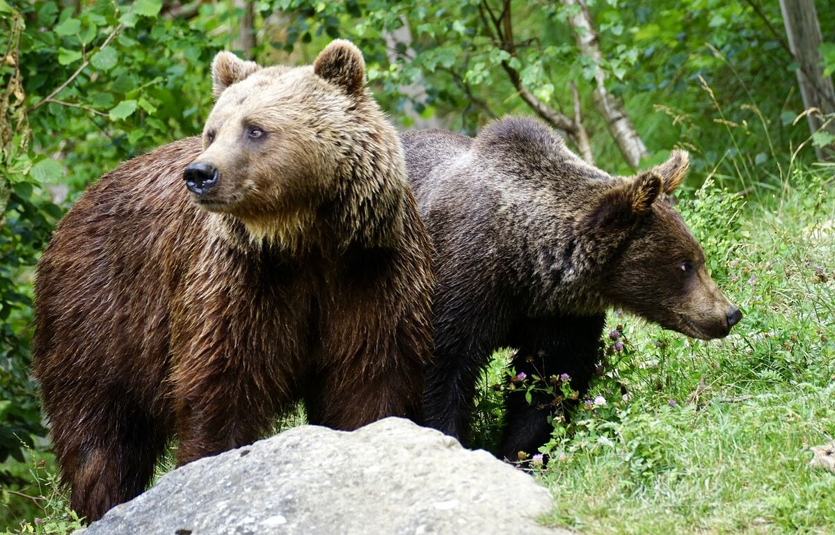 Бурые медведи, артикул b купить по цене рублей в Москве — интернет магазин Две картинки.