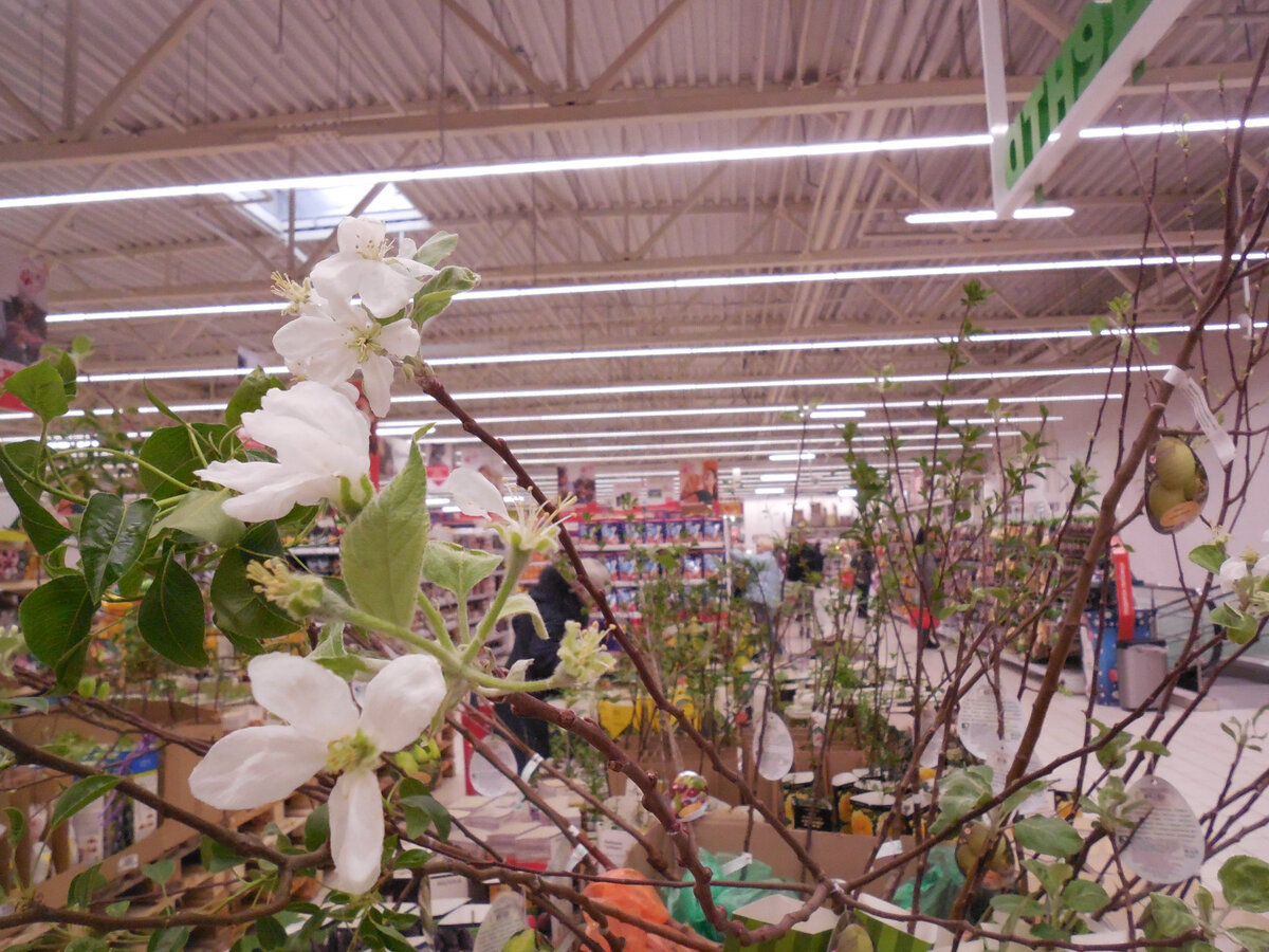 Середина февраля, а здесь уже цветут яблони