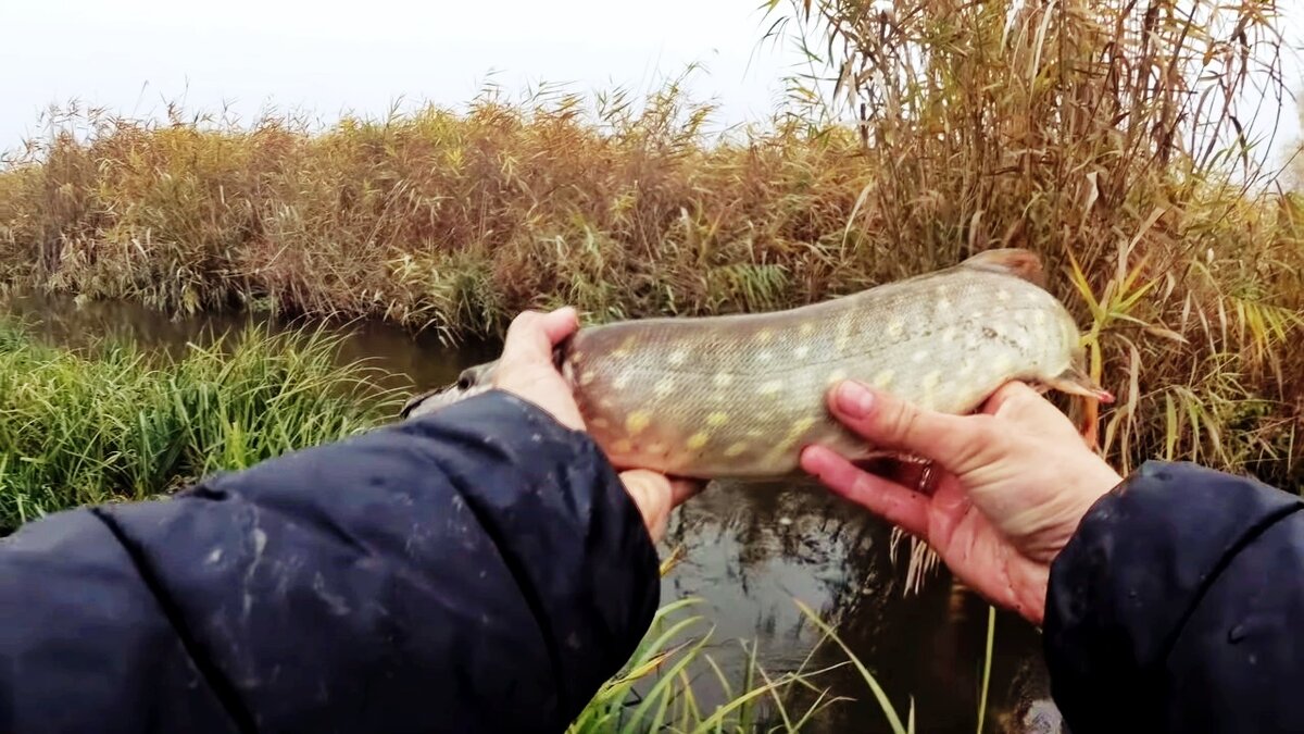 Щука на самоловку