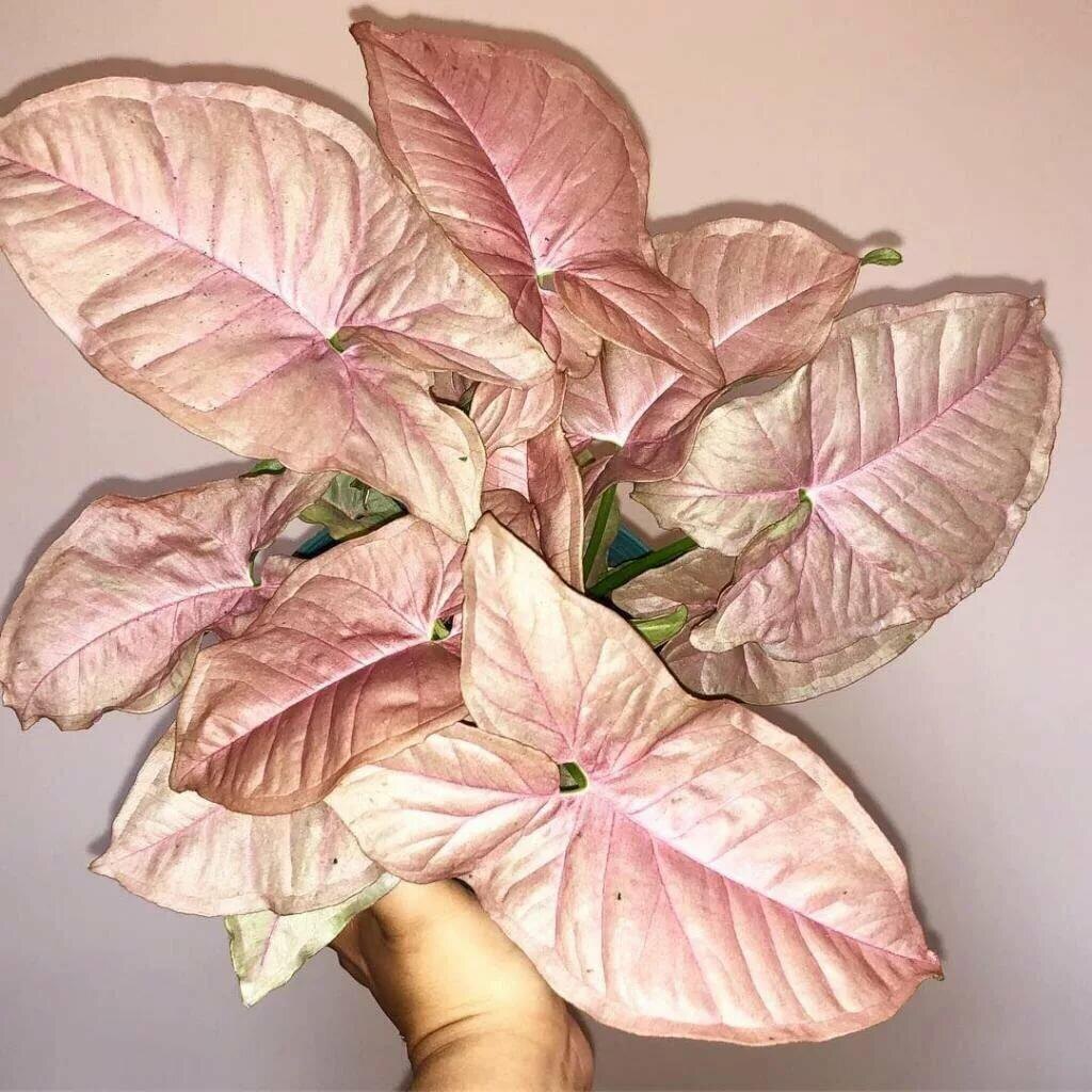 Фото из открытого источника