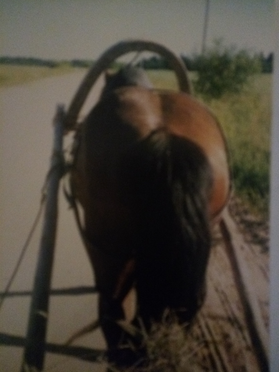 Трусцой, по дороге за сеном.