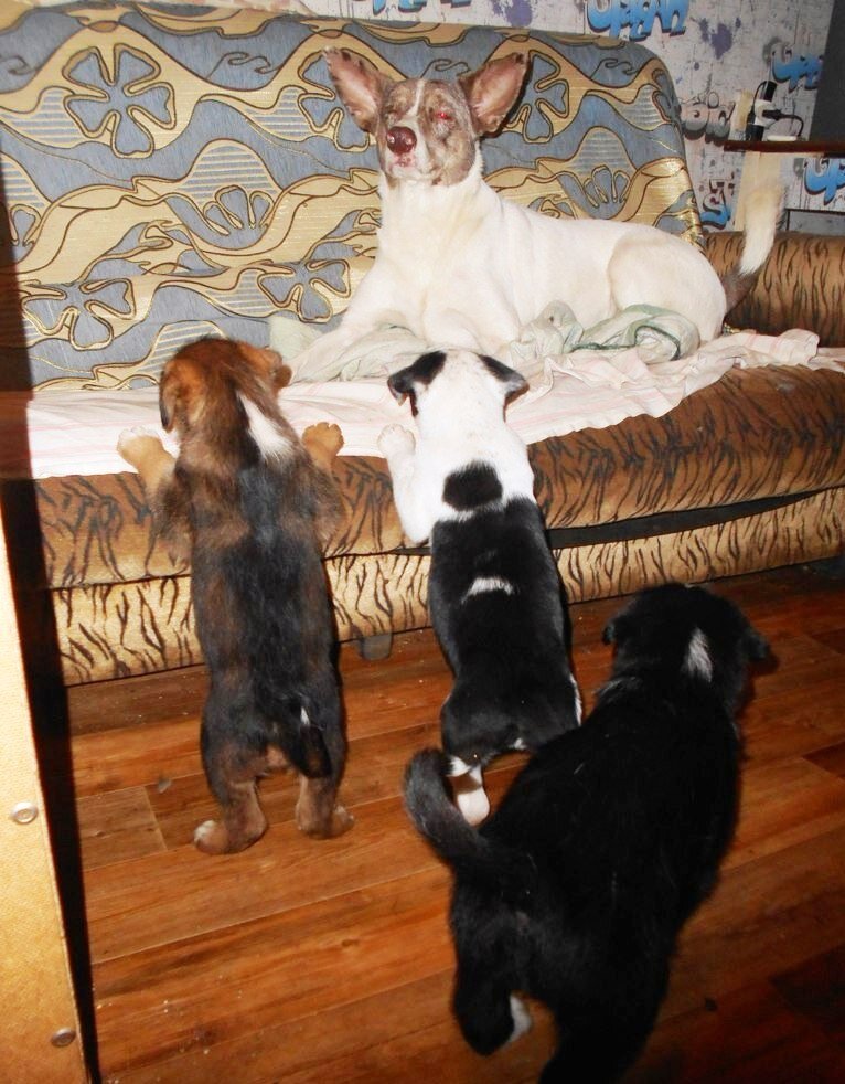 Первым делом загнали коренную обитательницу квартиры на диван