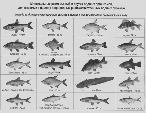 Источник изображения: сервис Яндекс Картинки